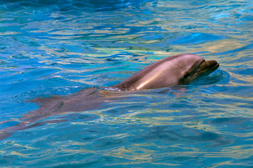 Dolphin swims in the water