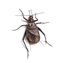 Ethiopian Cricket, Homoeogryllus xanthographus