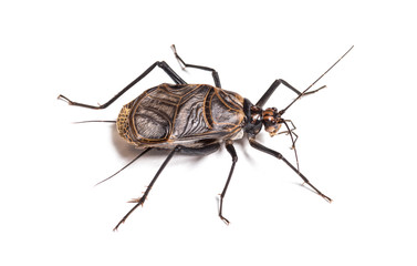 Ethiopian Cricket, Homoeogryllus xanthographus
