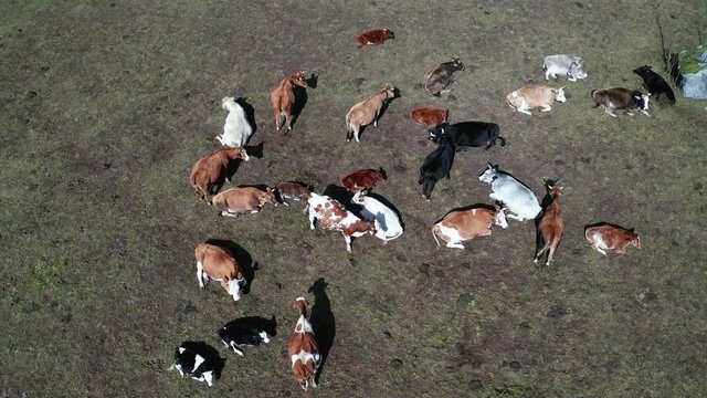 Aerial 4K - Mucche in montagna - riposo 