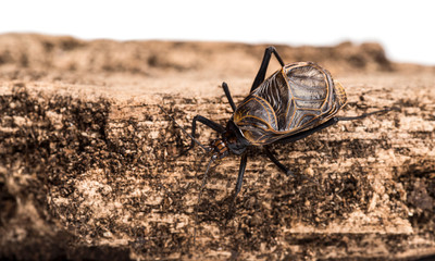 Ethiopian Cricket, Homoeogryllus xanthographus, on log