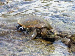 Grüne Meeresschildkröte