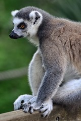 ring tailed lemur on branch of tree