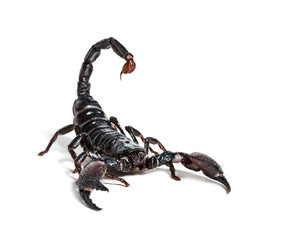 Emperor scorpion, Pandinus imperator
