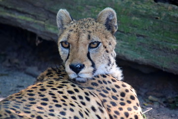 Cheetah Acinonyx Jubatus Lying Down Head Close Up  Portrait
