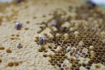 bees on honeycomb