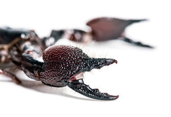 Emperor scorpion, Pandinus imperator, pincers in close up