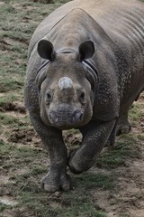 rhinoceros in the wild