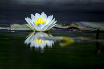 Blooming lotus flower or water lily in the pond