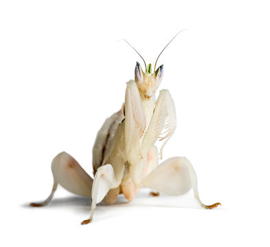 Young orchid mantis, Hymenopus coronatus, isolated on white