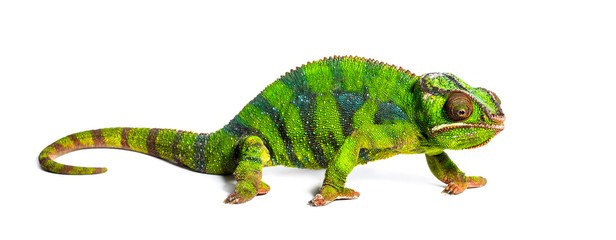 Panther chameleon, Furcifer pardalis, isolated on white © Eric Isselée