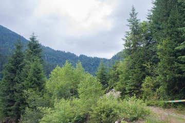 Fototapeta premium Carpathian landscapes. Forests and mountains of the Carpathians.