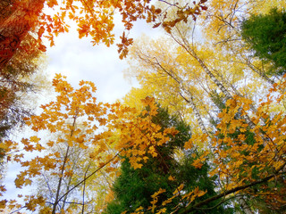 autumn landscape forest with yellow red leaves with sunny light beams