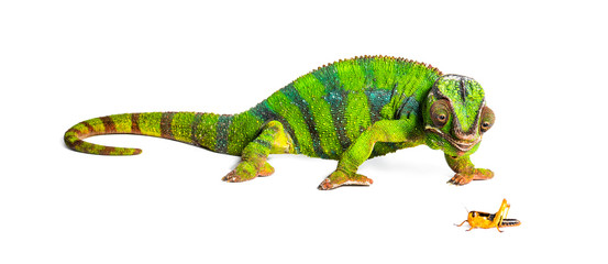 Panther chameleon, Furcifer pardalis, eating Migratory locust