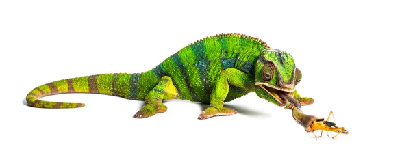 Foto op Plexiglas Panther chameleon, Furcifer pardalis, eating Migratory locust © Eric Isselée