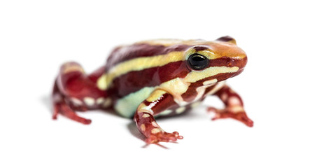 Anthony's poison arrow frog, Epipedobates anthonyi