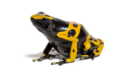 Yellow-banded poison dart frog, Dendrobates leucomelas