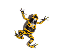 Yellow-banded poison dart frog, Dendrobates leucomelas