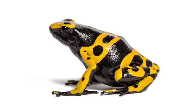 Yellow-banded poison dart frog, Dendrobates leucomelas