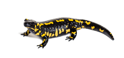 Obraz premium Fire salamander, Salamandra salamandra, isolated