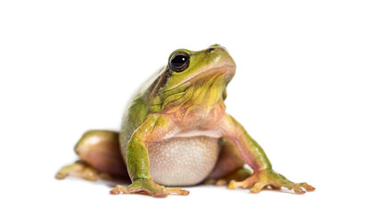 Mediterranean tree frog, Hyla meridionalis