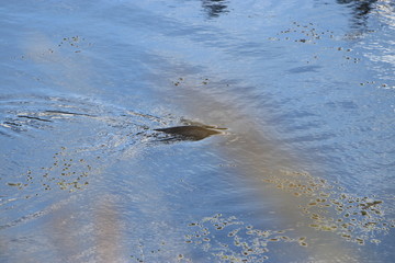 The river Danube and its old waters 