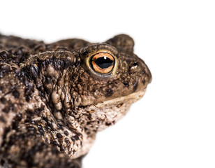 Common toad, European toad