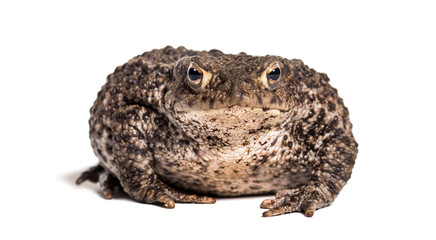 Common toad, European toad