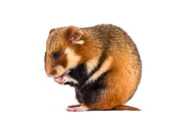 Obraz premium European hamster, Cricetus cricetus, isolated on white