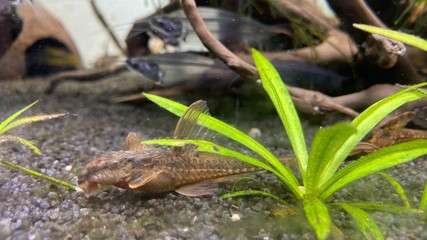Hexenwels | Rineloricaria lanceolata