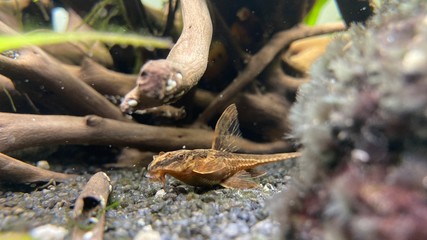 Hexenwels | Rineloricaria lanceolata