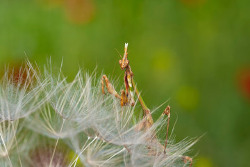 Close up of pair of Beautiful European mantis ( Mantis religiosa )