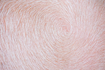 Hair spiral taro buffalo texture,buffalo skin for fur,blurred background