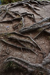 many roots of trees on the ground
