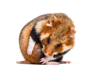 European hamster, Cricetus cricetus, grooming
