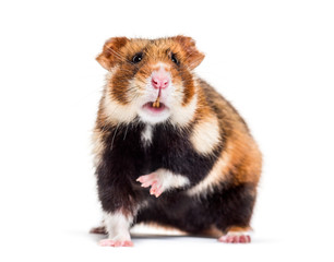 European hamster, Cricetus cricetus