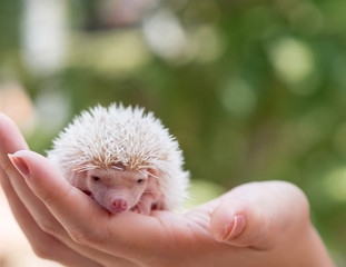 Baby cute hedgehog portrait