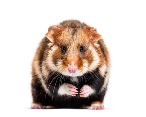 European hamster, Cricetus cricetus, isolated on white
