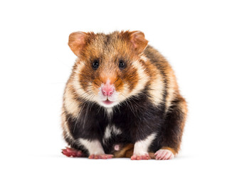 Obraz premium European hamster, Cricetus cricetus
