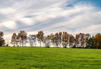 Obraz premium Hollis Treeline 3