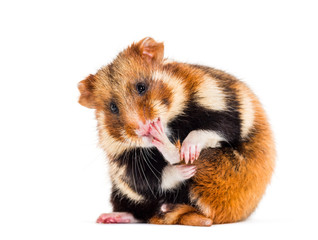 European hamster, Cricetus cricetus grooming