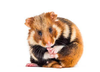 European hamster, Cricetus cricetus grooming