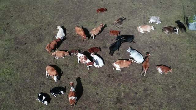 Aerial 4K - Mucche in montagna - riposo 