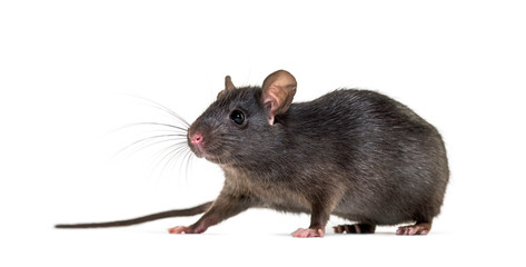 Black rat, Rattus rattus, in front of white background