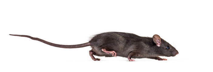 Black rat, Rattus rattus, in front of white background - obrazy, fototapety, plakaty