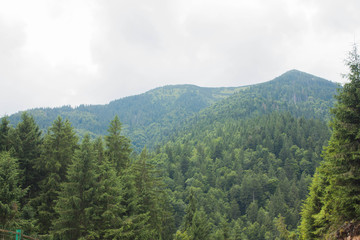Carpathian landscapes. Forests and mountains of the Carpathians.