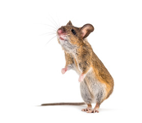 Eurasian mouse, Apodemus species, in front of white background
