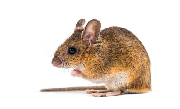 Eurasian mouse, Apodemus species, sitting in front of white
