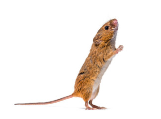 Eurasian harvest mouse (Micromys minutus)