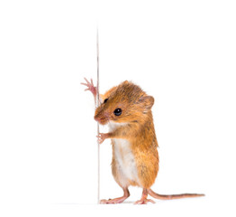 Eurasian harvest mouse, Micromys minutus, isolated on white